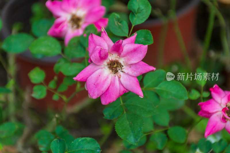 特写粉色蔷薇花朵