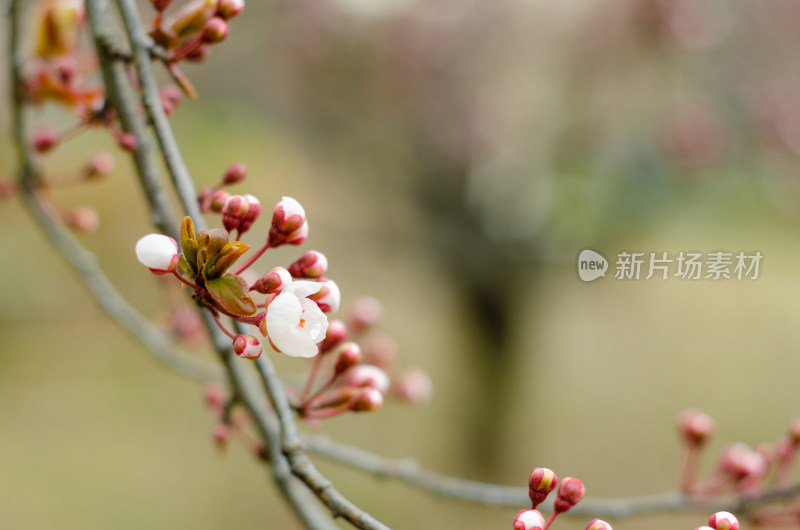 春天长出花芽逐渐开放的紫叶李