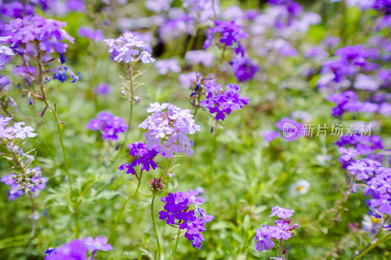 盛开的五颜六色的花朵