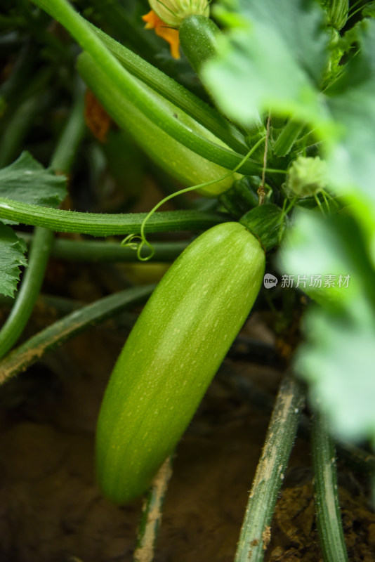 温室大棚蔬菜西葫芦种植