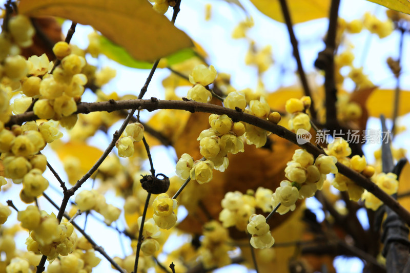 冬天腊月盛开的蜡梅花