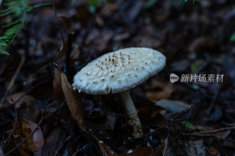 雨后野外生长的蘑菇