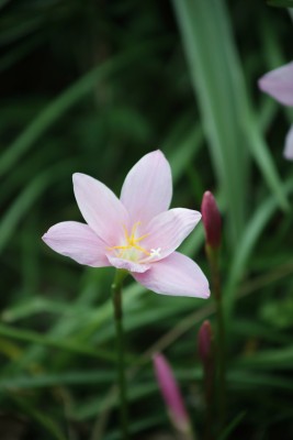 韭莲花/公园/花/绿植/花园