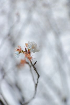 花卉摄影