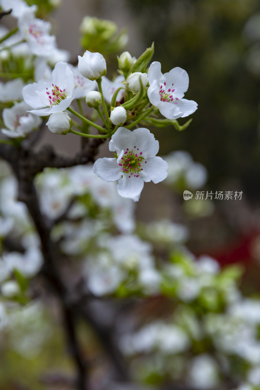 花花草草园艺绿地