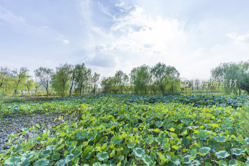 武汉江夏中央大公园风景