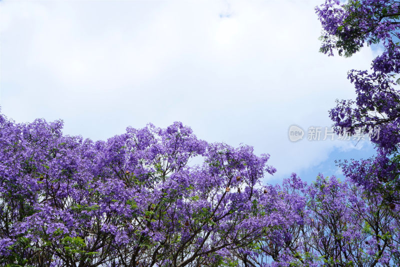 昆明蓝花楹盛开