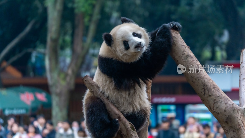 爬树的大熊猫