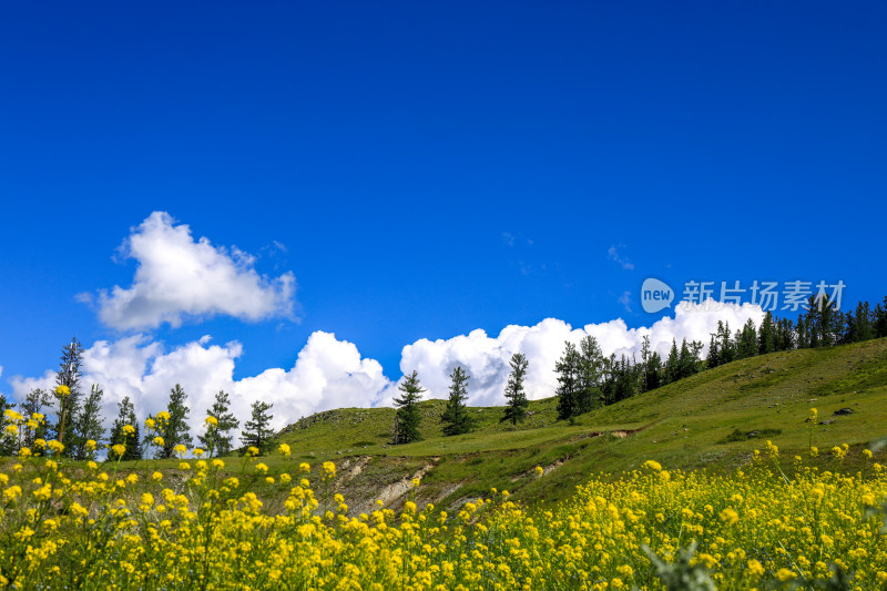 新疆阿勒泰地区喀纳斯森林草原自然风景