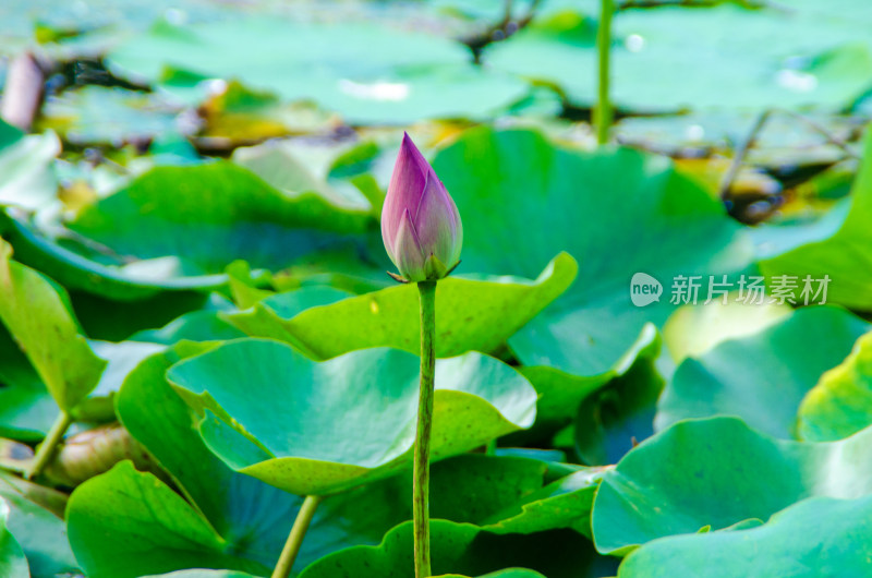 池塘中的一枝荷花花苞