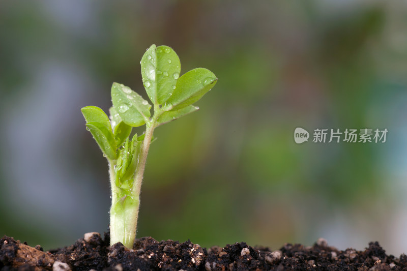 春天生长的嫩芽