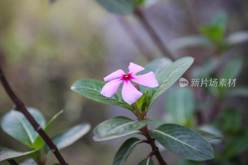 长春花特写