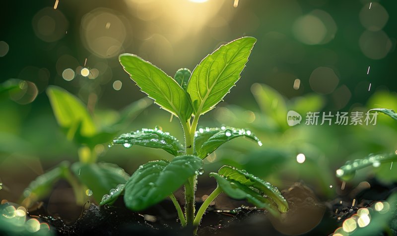 晨曦植物嫩芽绿色幼苗生态自然背景