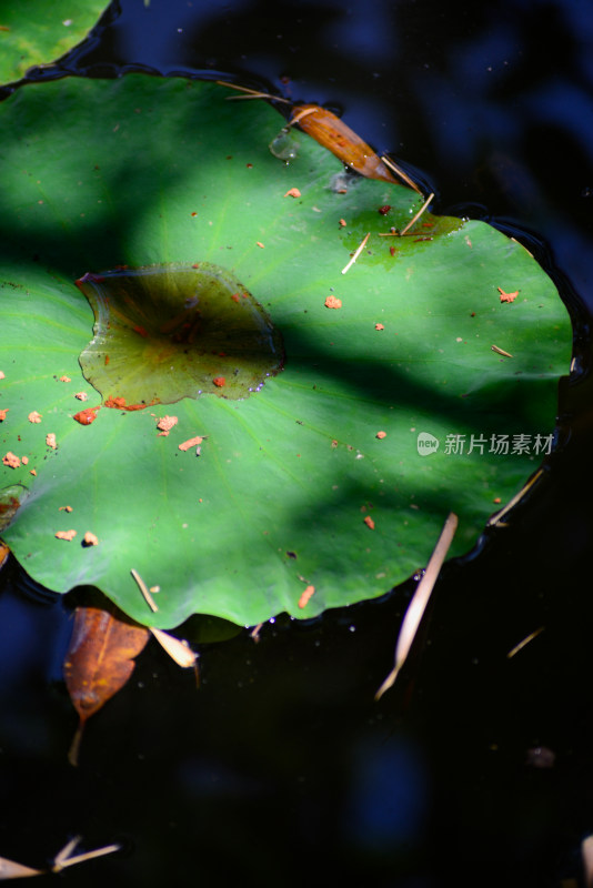 植物园的花花草草