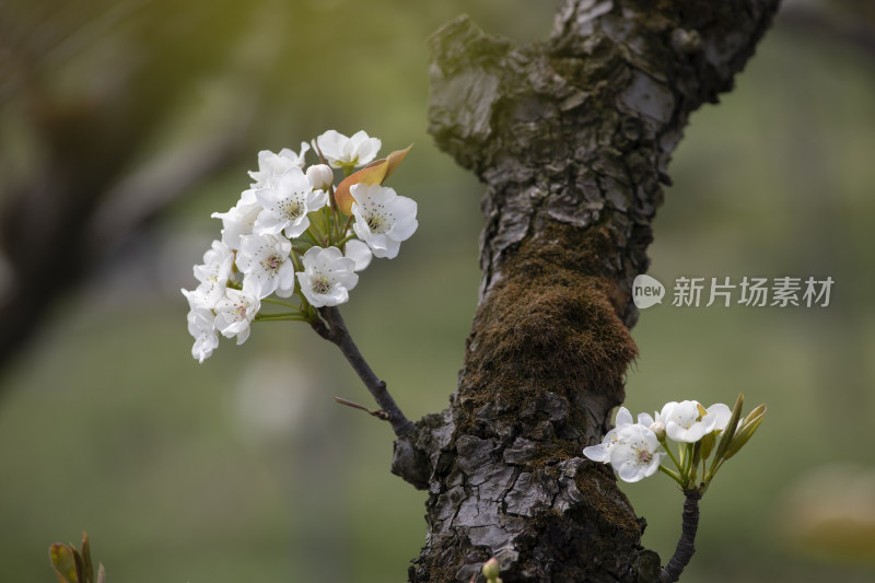 春天梨果园梨花盛开梨花枝头春意盎然