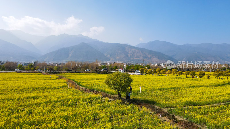 油菜花田全景，远处有山峦和城镇