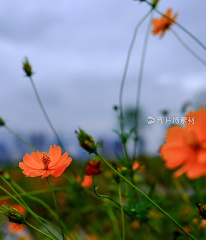 格桑花特写