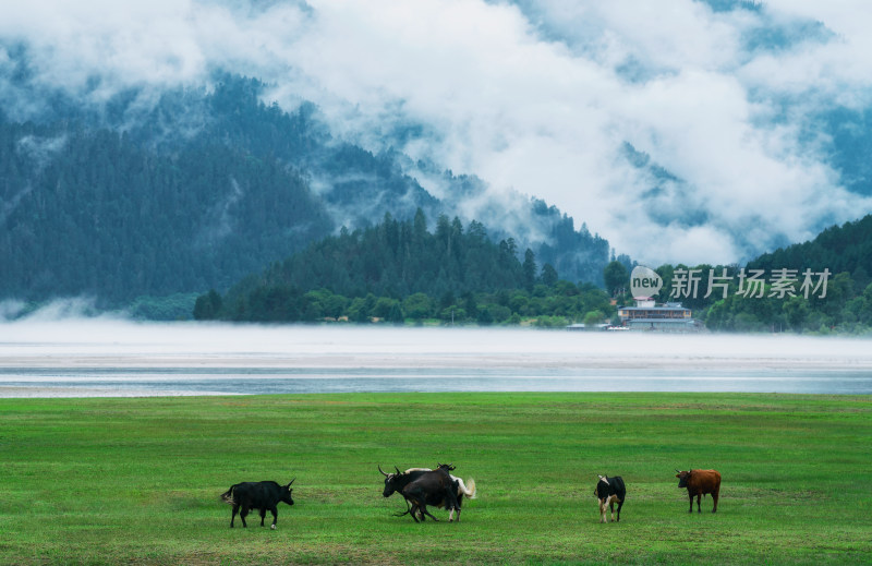 雨雾朦胧的波密古乡湖和草地上打架的牛