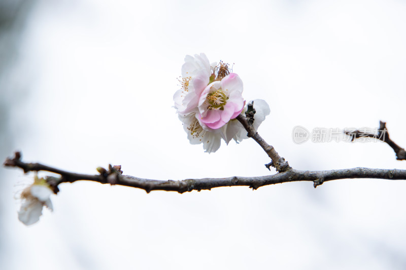 春天枝头绽放的粉白梅花