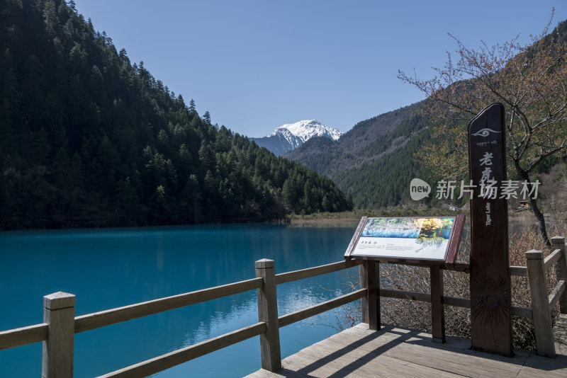 春日晴天九寨沟老虎海海子森林雪山