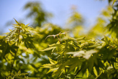 阳光下的树叶花朵植被