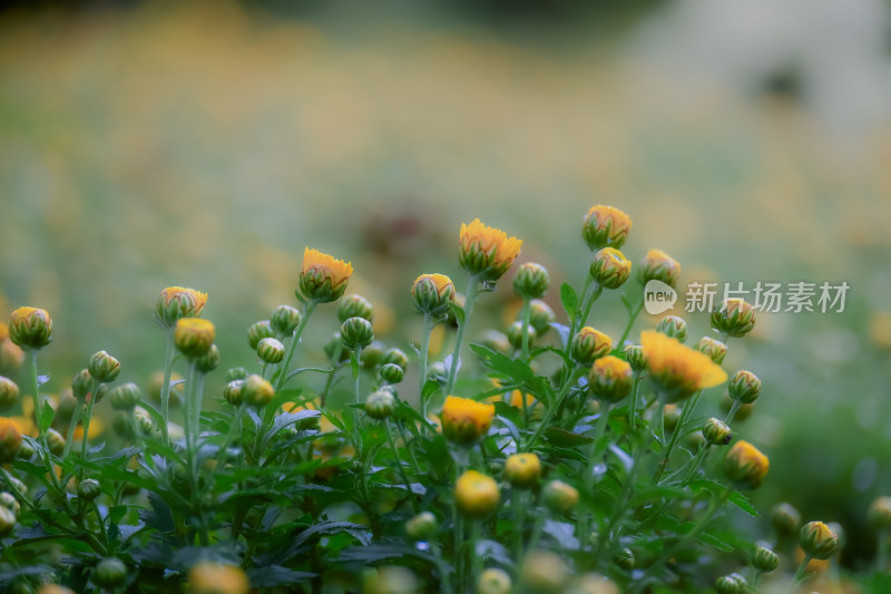 唯美意境初菊