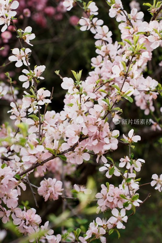 北京奥森樱花桃花