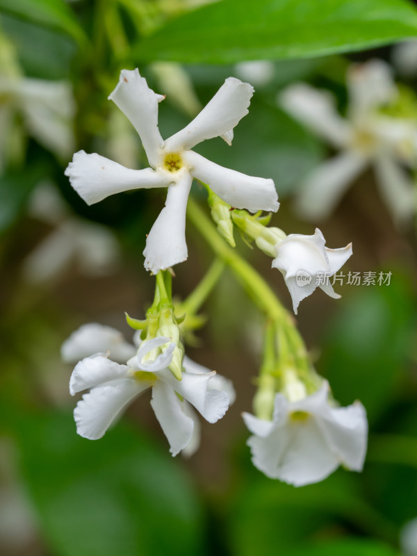 春天的风车茉莉白花特写