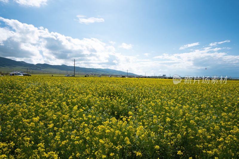 青海湖油菜花