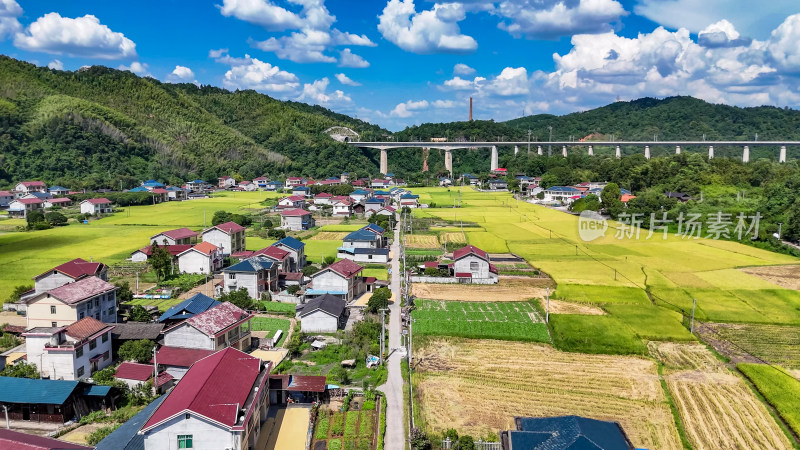 农业种植稻田收割机杂交水稻种植航拍图