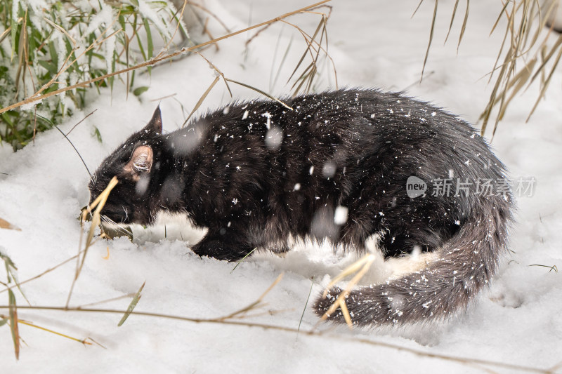 冬季黑猫草丛觅食雪天下雪寒冷