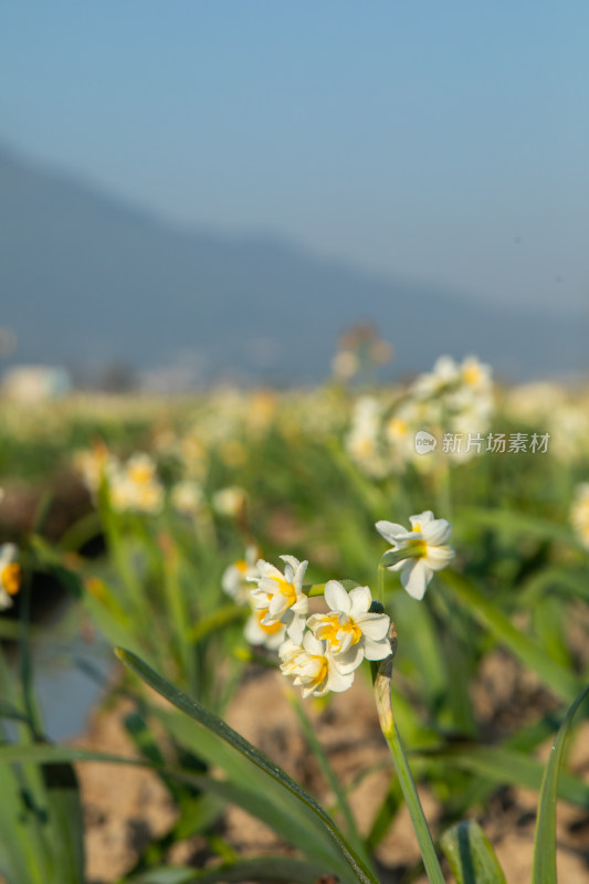 漳州水仙花种植基地里的水仙花特写