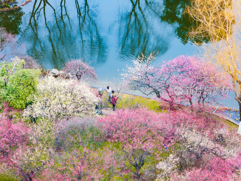 长沙橘子洲梅园梅花