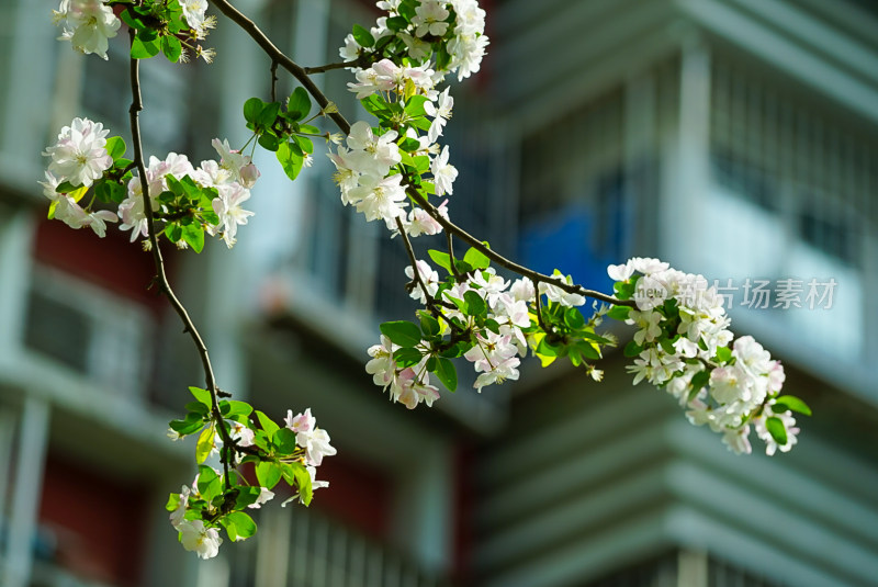 盛开的花枝特写，背景为居民楼