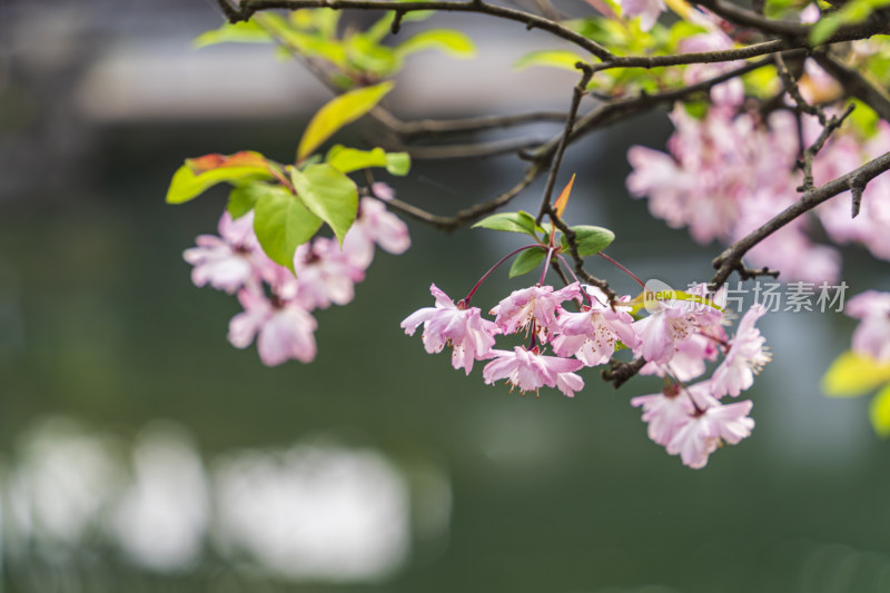 春天，苏州园林留园，池塘边的海棠花开