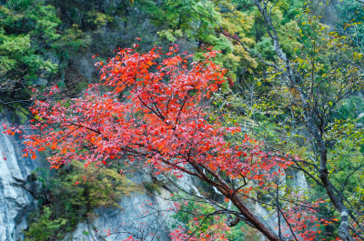 河南省洛阳白云山秋天风景