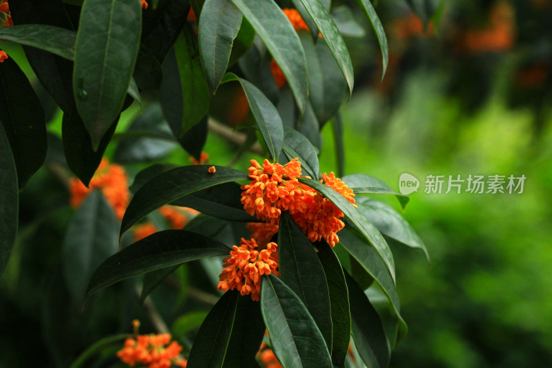 丹桂花枝背景实拍素材