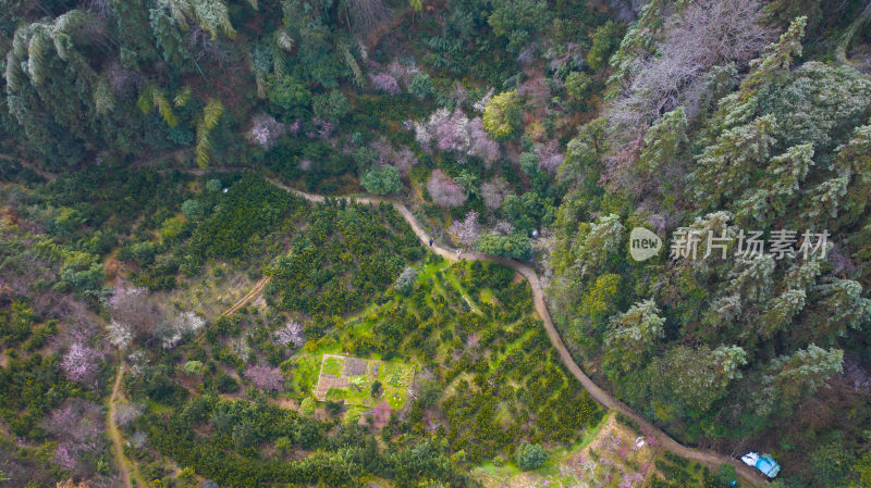 徽州卖花渔村桃树桃花