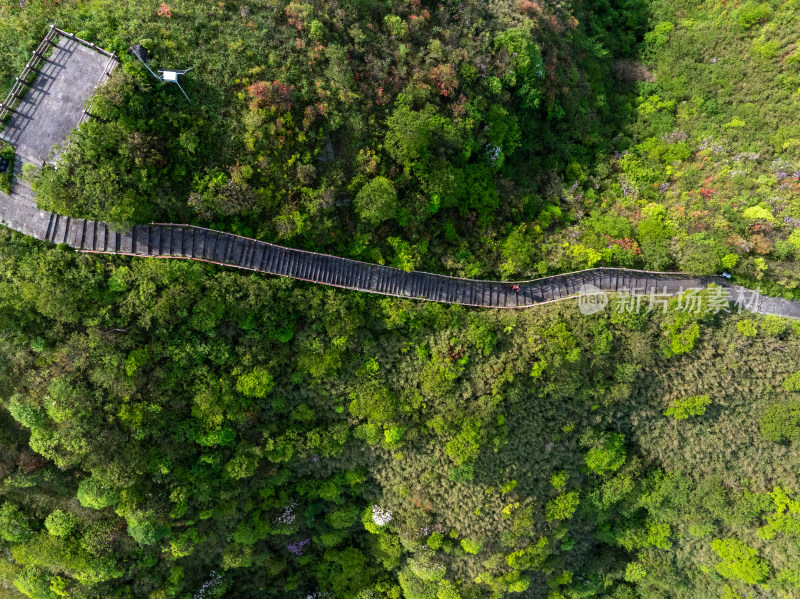 长沙市浏阳大围山杜鹃花海风光