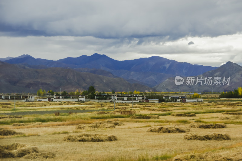 丰收青稞田野风光