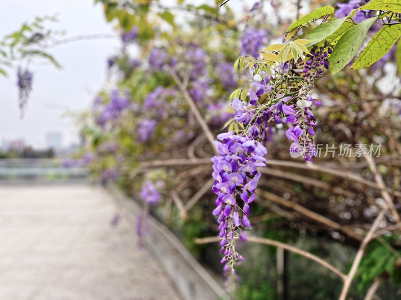 花园里的紫藤花