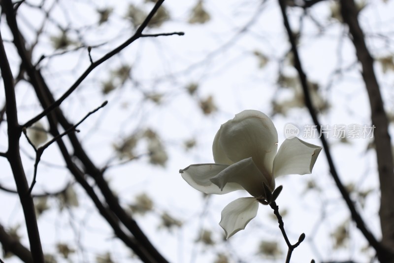 特写绽放的白色玉兰花