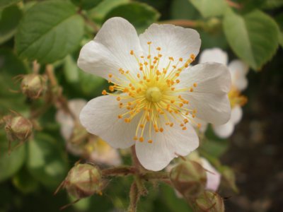 一朵小白花