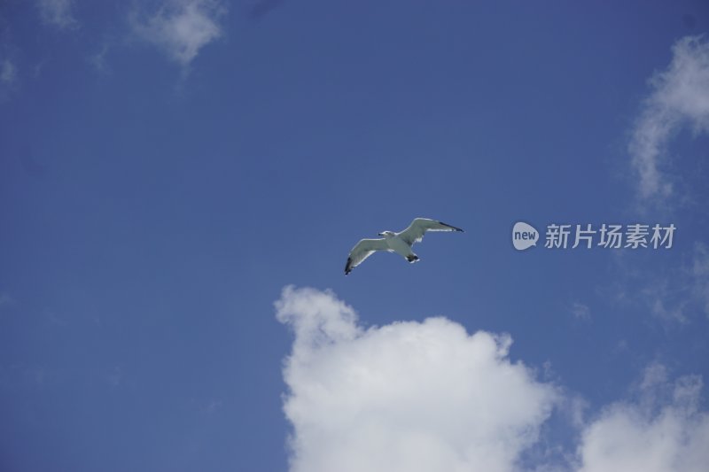 蓝天中飞翔的海鸥