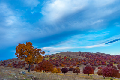 赤峰红枫林 赤峰红枫林