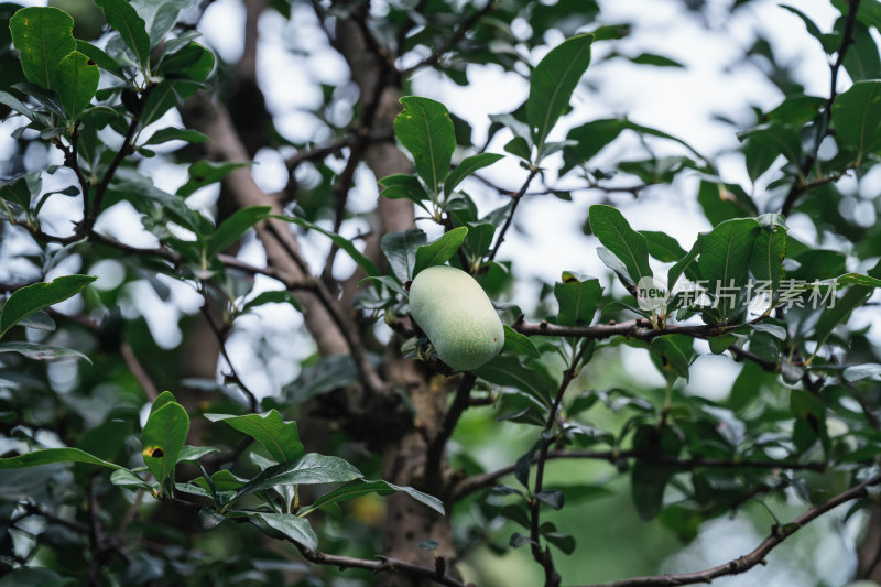 树上生长的果实皱皮木瓜
