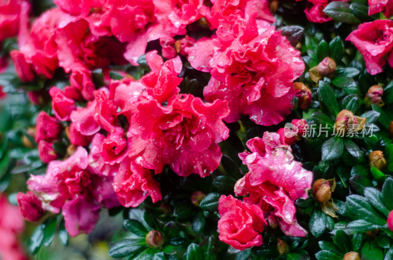 在雨中盛开的杜鹃花