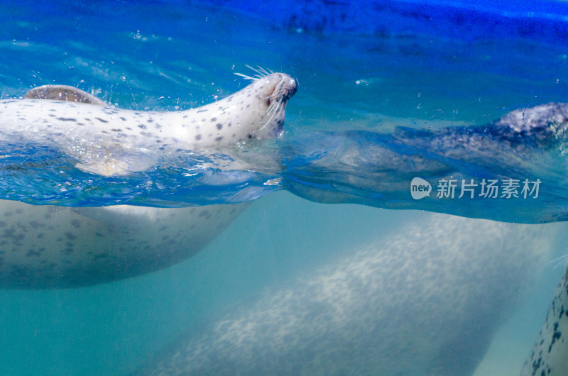 在大海里仰泳的斑海豹