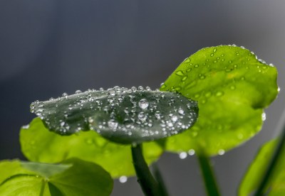 重庆酉阳：夏日荷花别样红