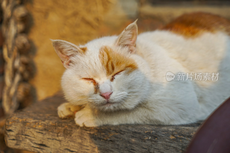 在木椅上休息的猫